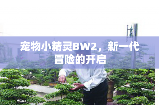 宠物小精灵BW2图片