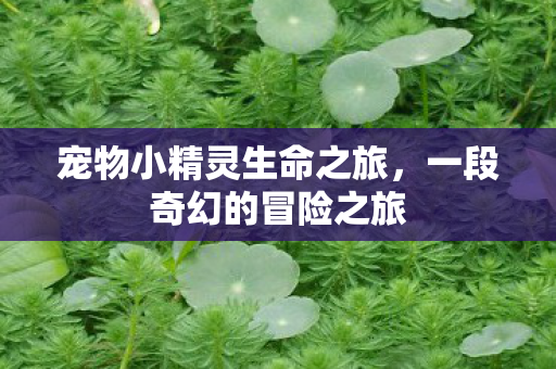 宠物小精灵生命之旅图片