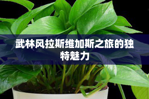 武林风拉斯维加斯之旅的独特魅力图片
