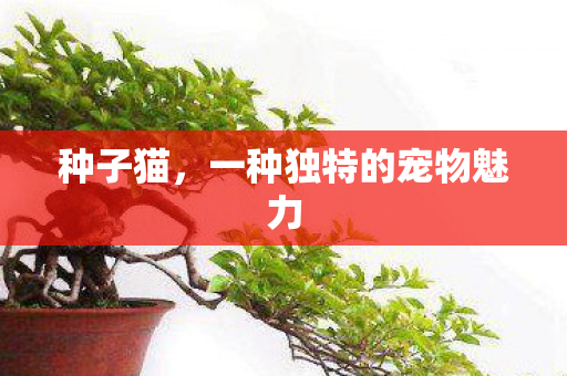 一种独特的宠物魅力图片
