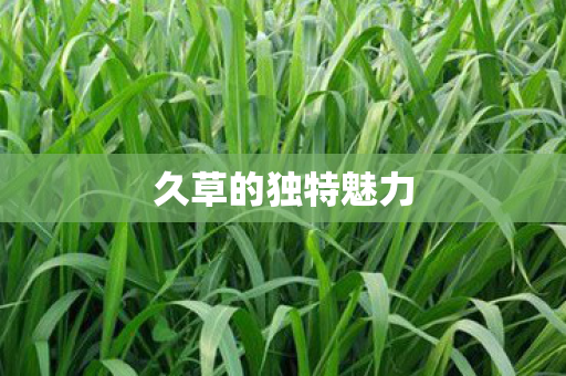 久草的独特魅力图片