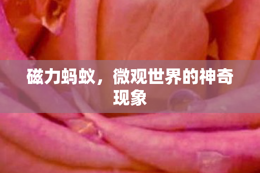 微观世界的神奇现象图片
