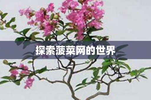 探索菠菜网的世界图片