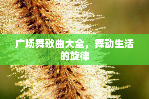 广场舞歌曲大全图片
