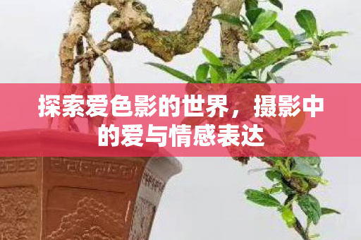摄影中的爱与情感表达图片