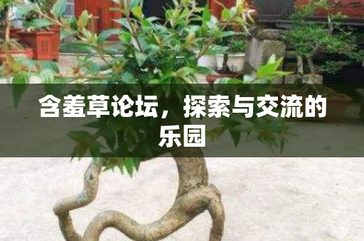 探索与交流的乐园图片