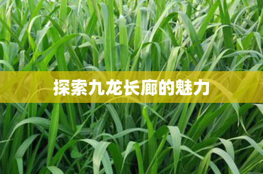 探索九龙长廊的魅力图片