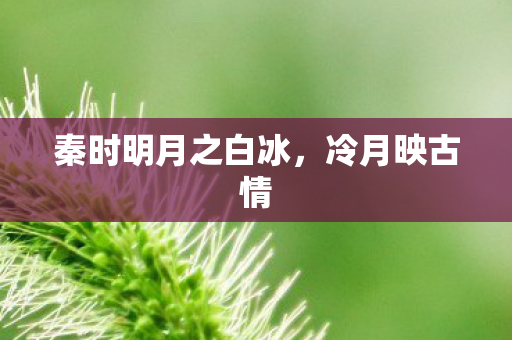 秦时明月之白冰图片