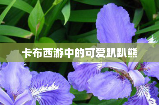 卡布西游中的可爱趴趴熊图片