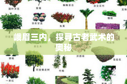 探寻古老武术的奥秘图片