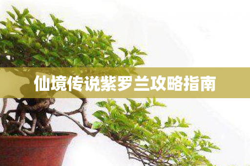 仙境传说紫罗兰攻略指南图片