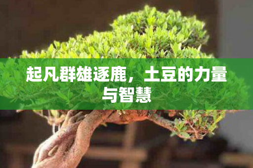 土豆的力量与智慧图片