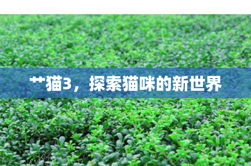 探索猫咪的新世界图片