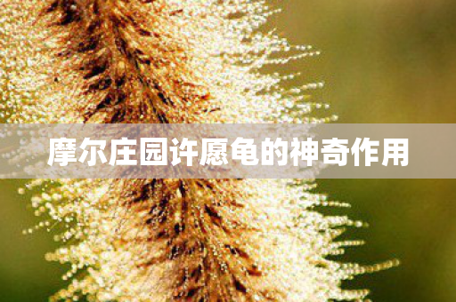 摩尔庄园许愿龟的神奇作用图片