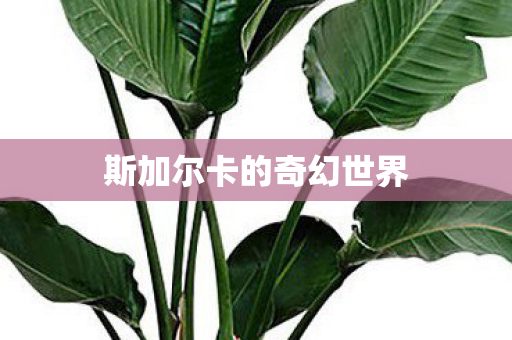 斯加尔卡的奇幻世界图片