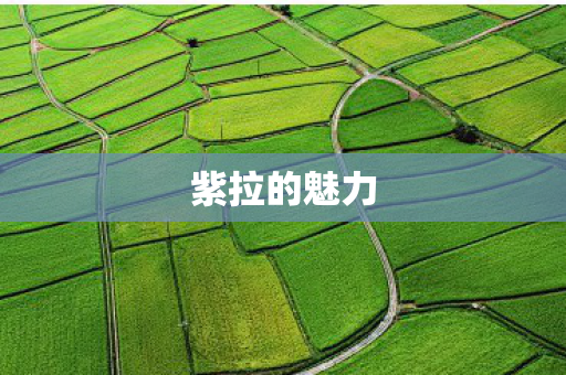 紫拉的魅力图片