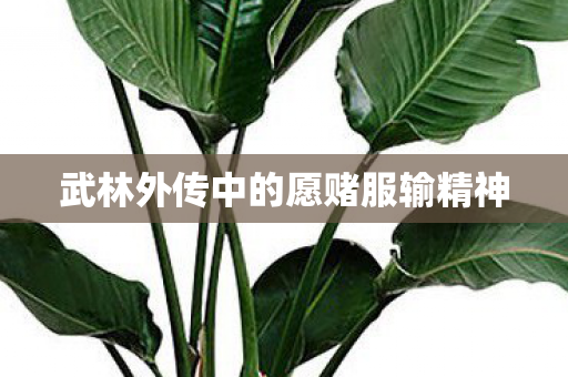 武林外传中的愿赌服输精神图片