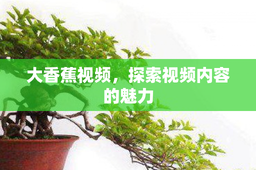 探索视频内容的魅力图片
