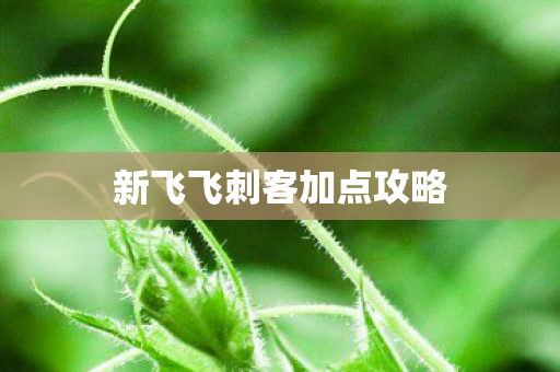 新飞飞刺客加点攻略图片