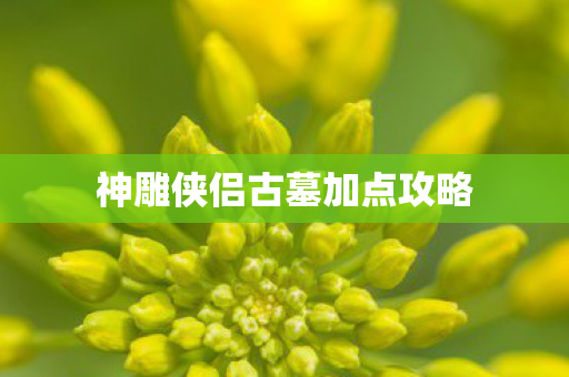 神雕侠侣古墓加点攻略图片