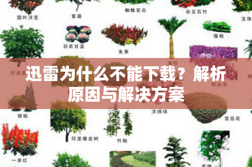 迅雷为什么不能下载图片