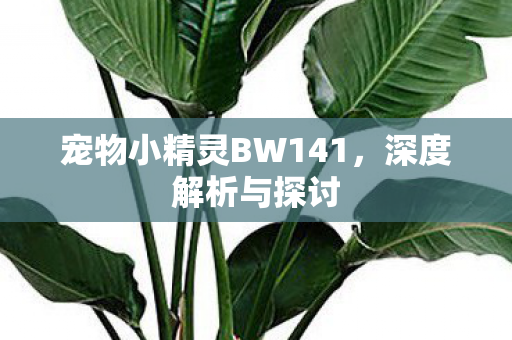 宠物小精灵BW141图片