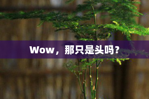 那只是头吗图片
