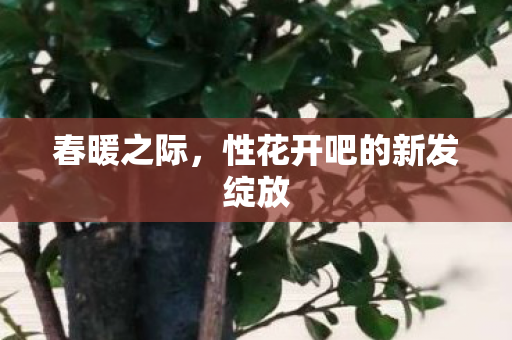 性花开吧的新发绽放图片