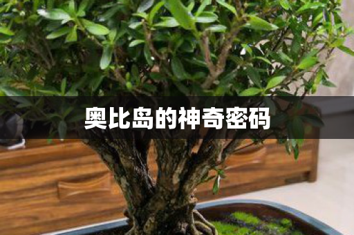 奥比岛的神奇密码图片