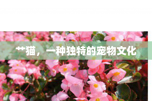 一种独特的宠物文化图片