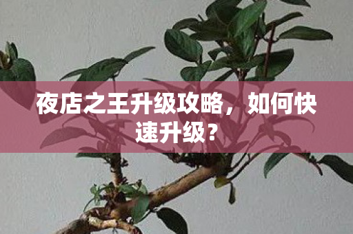 夜店之王升级攻略图片