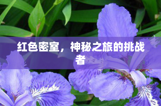 神秘之旅的挑战者图片