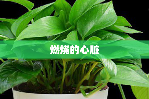 燃烧的心脏图片