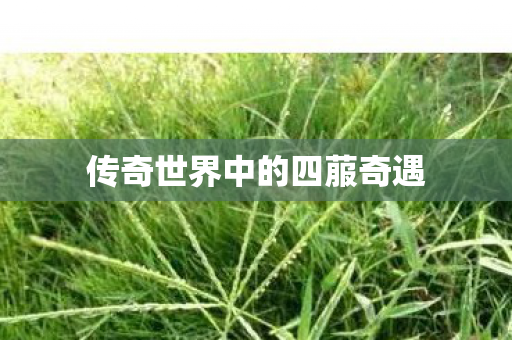 传奇世界中的四菔奇遇图片