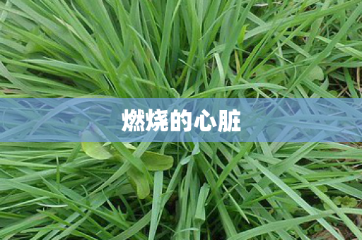 燃烧的心脏图片