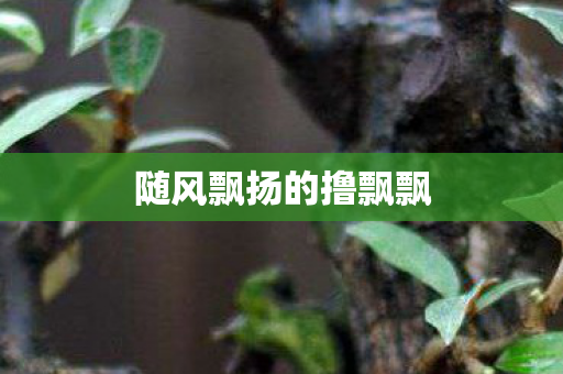 随风飘扬的撸飘飘图片