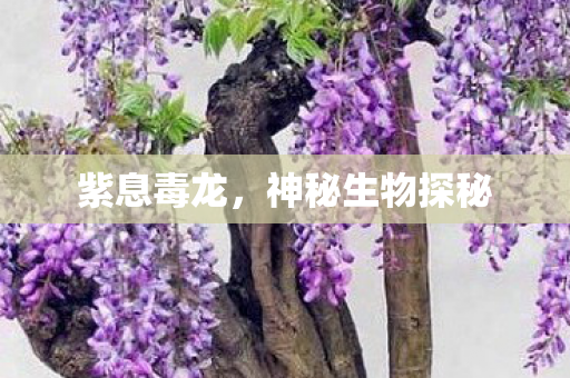 神秘生物探秘图片