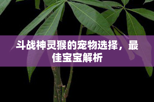斗战神灵猴的宠物选择图片