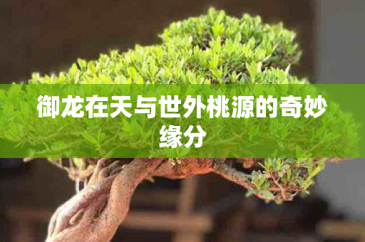 御龙在天与世外桃源的奇妙缘分图片