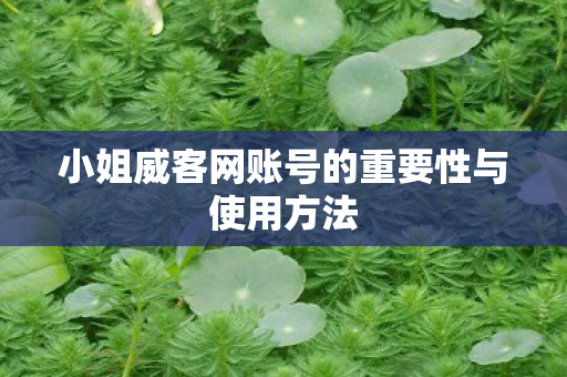 小姐威客网账号的重要性与使用方法图片