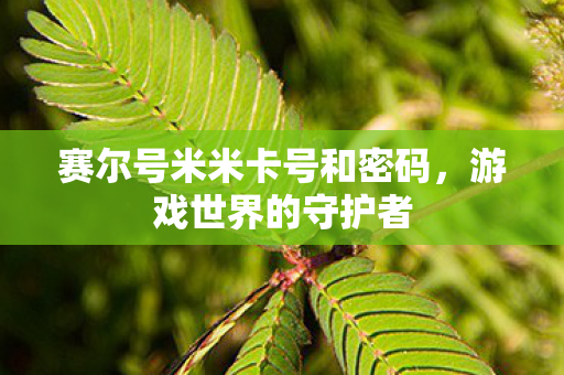 赛尔号米米卡号和密码图片