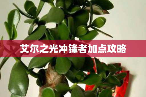 艾尔之光冲锋者加点攻略图片