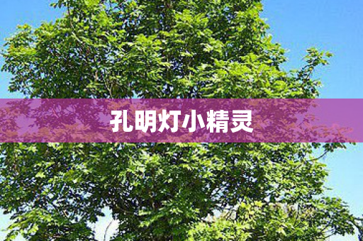 孔明灯小精灵图片