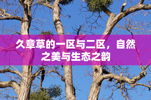 久章草的一区与二区图片