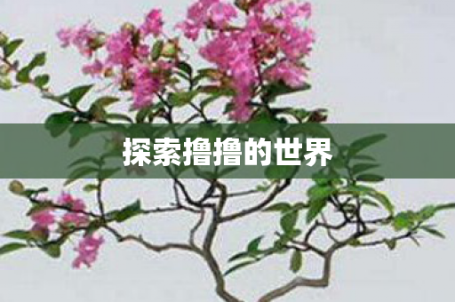 探索撸撸的世界图片