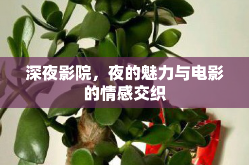 夜的魅力与电影的情感交织图片