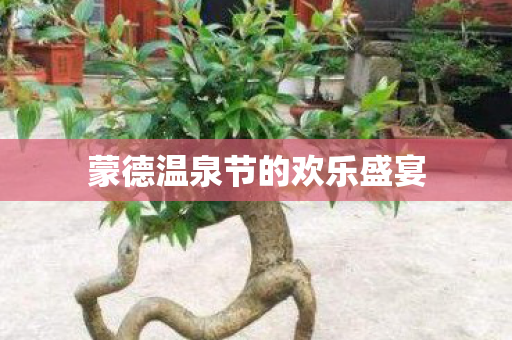 蒙德温泉节的欢乐盛宴图片