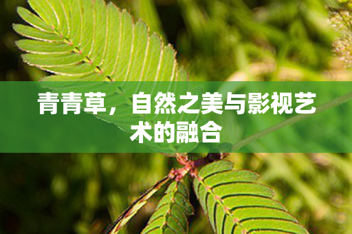 自然之美与影视艺术的融合图片