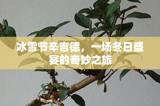 一场冬日盛宴的奇妙之旅图片
