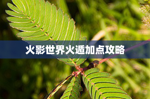 火影世界火遁加点攻略图片